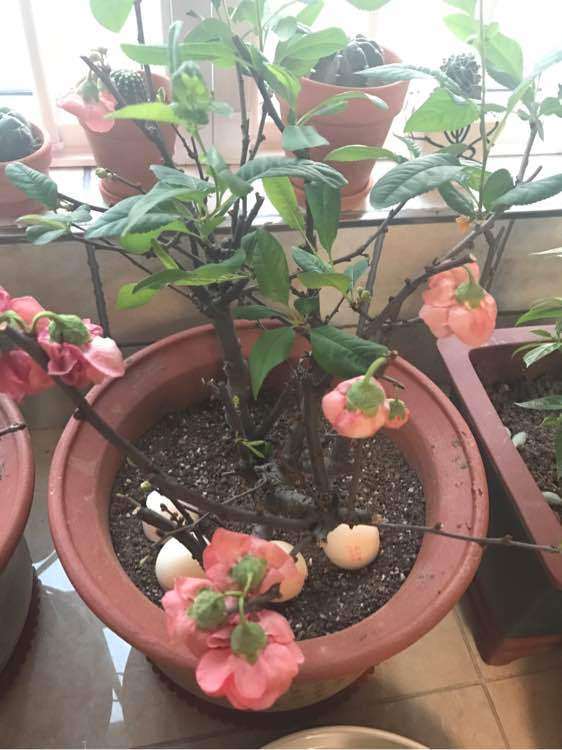 海棠下山桩为什么蔫蔫的 怎么办 图片