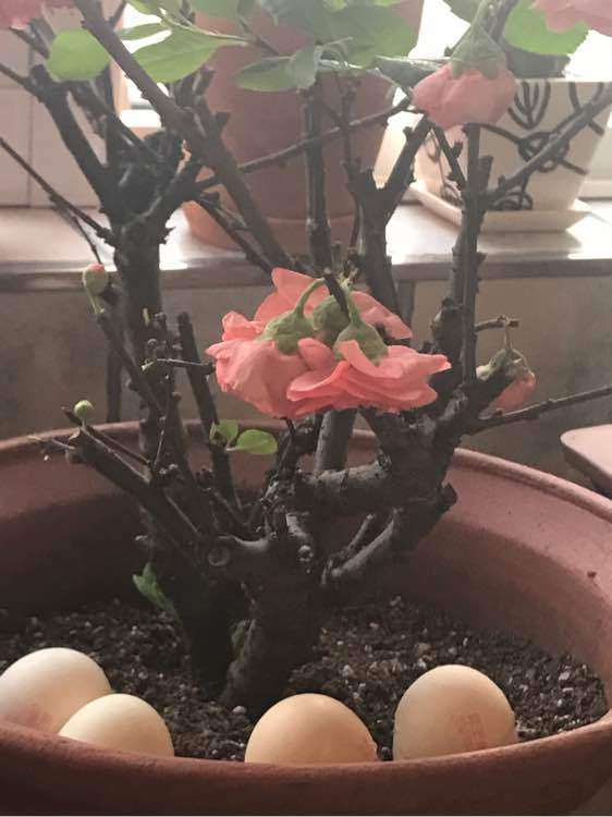 海棠下山桩为什么蔫蔫的 怎么办 图片