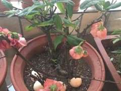 海棠下山桩为什么蔫蔫的 怎么办 图片