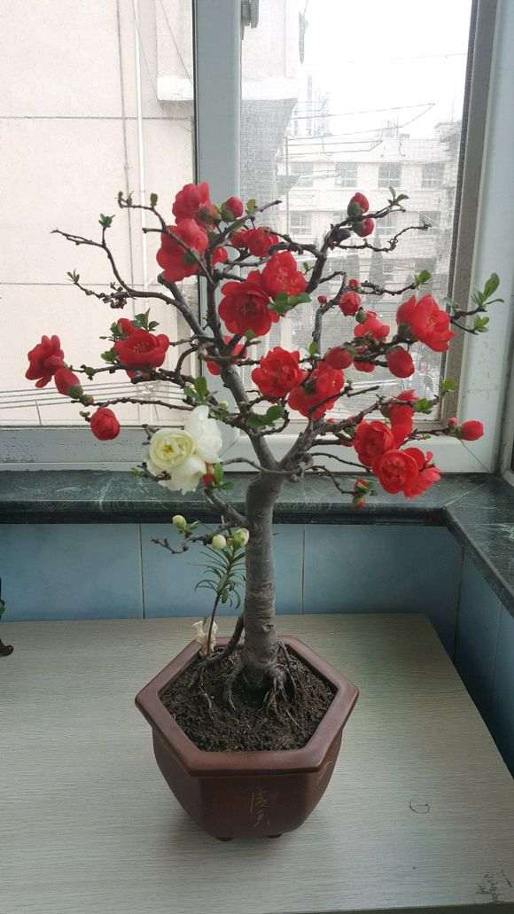 种了十几年的双色海棠下山桩 图片