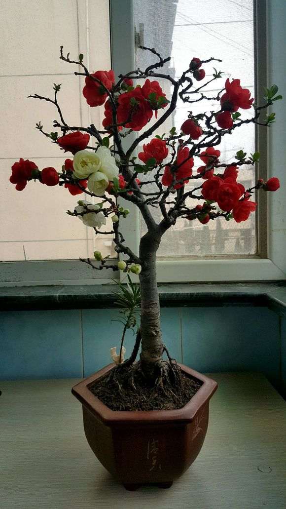 种了十几年的双色海棠下山桩 图片