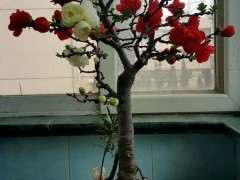 种了十几年的双色海棠下山桩 图片