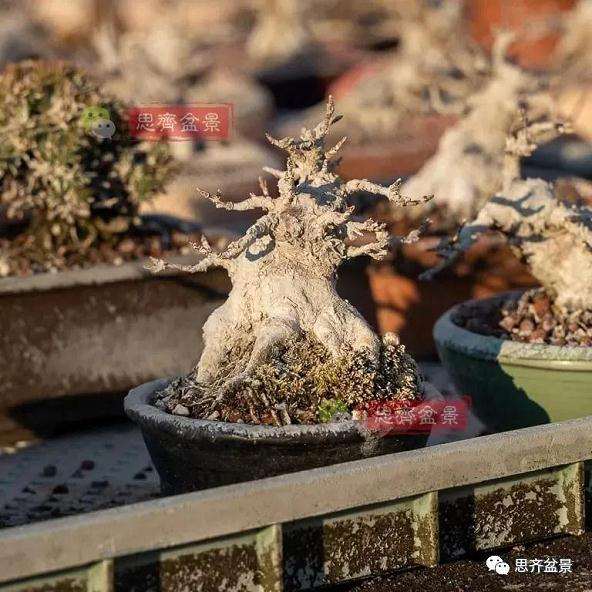 怎么制作枫树矮霸盆景的方法