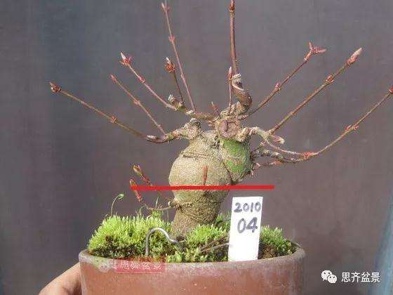 怎么制作枫树矮霸盆景的方法