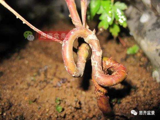 怎么制作枫树矮霸盆景的方法