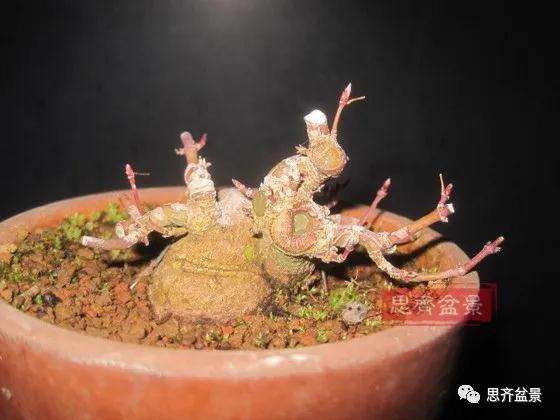 怎么制作枫树矮霸盆景的方法