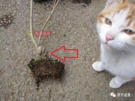 怎么制作枫树矮霸盆景的方法