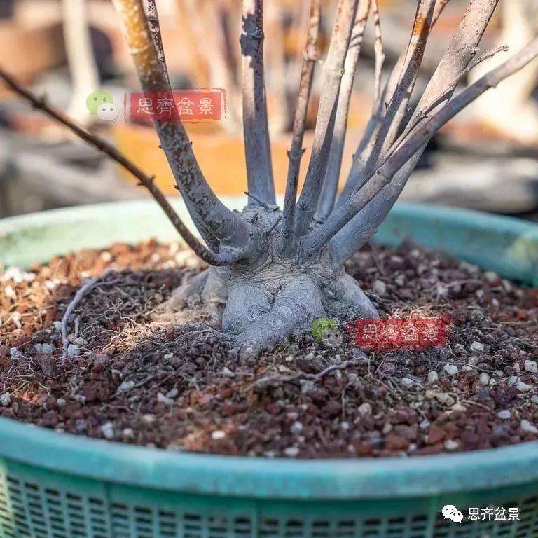 怎么制作矮霸红枫盆景的方法