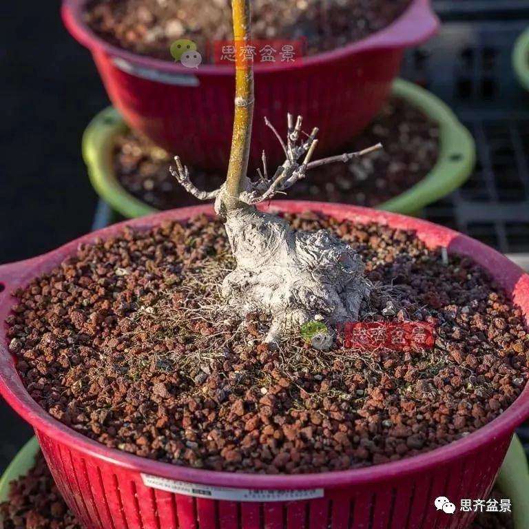 怎么制作矮霸红枫盆景的方法