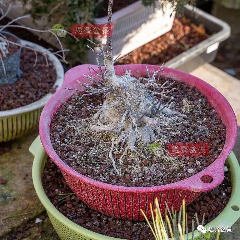 怎么制作矮霸红枫盆景的方法