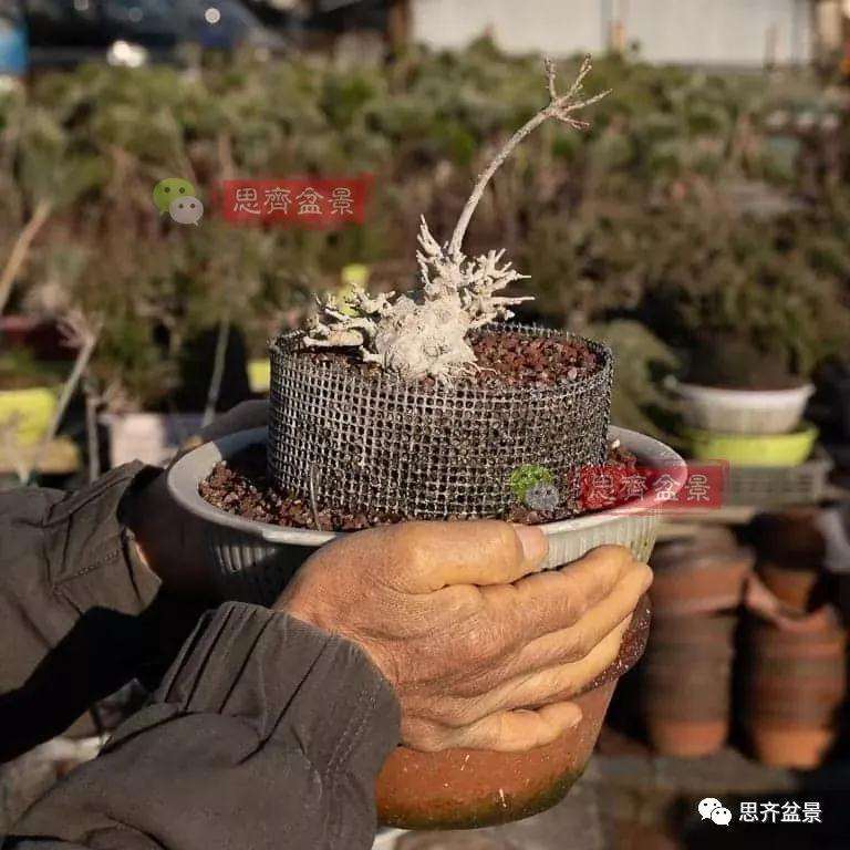 怎么制作矮霸红枫盆景的方法