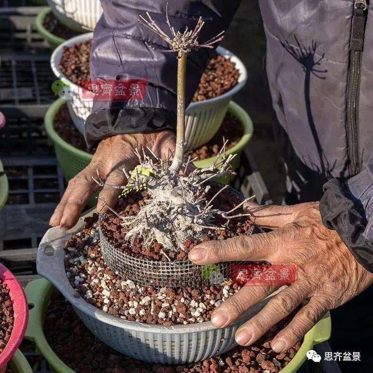 怎么制作矮霸红枫盆景的方法