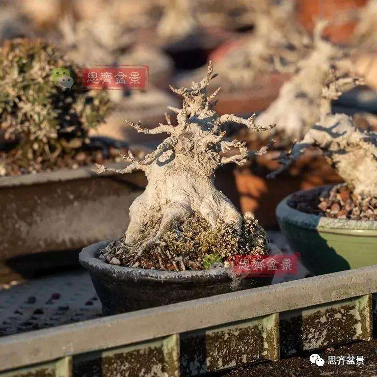 怎么制作矮霸红枫盆景的方法