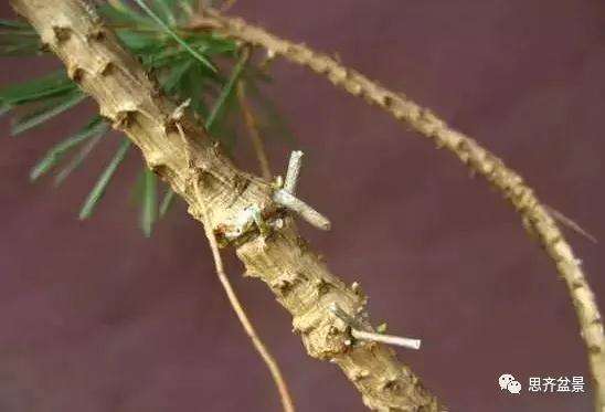 松树盆景怎么高压繁殖的方法