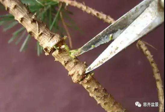 松树盆景怎么高压繁殖的方法