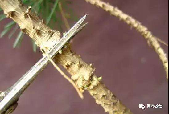 松树盆景怎么高压繁殖的方法