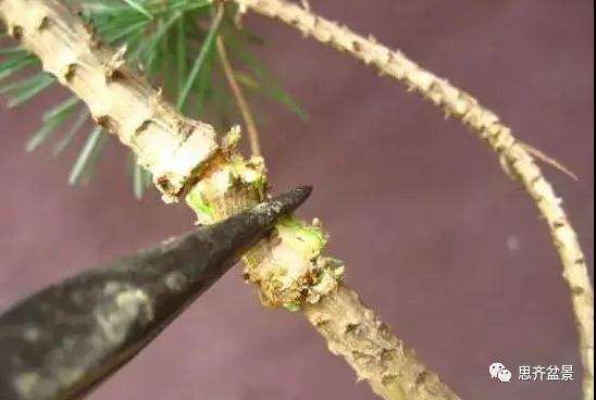 松树盆景怎么高压繁殖的方法