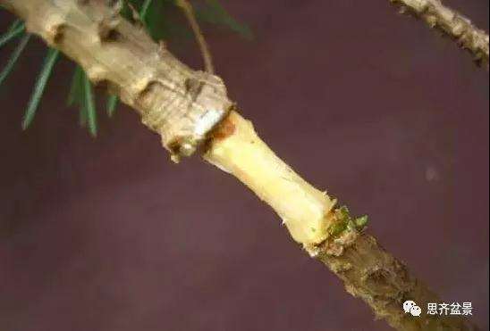 松树盆景怎么高压繁殖的方法