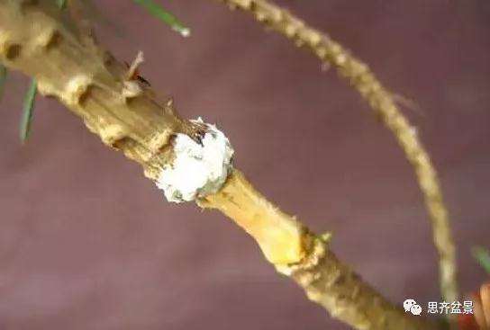 松树盆景怎么高压繁殖的方法