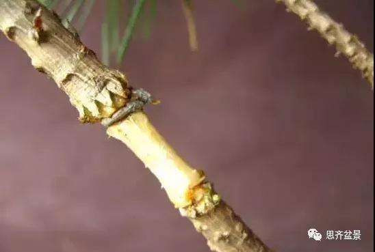 松树盆景怎么高压繁殖的方法