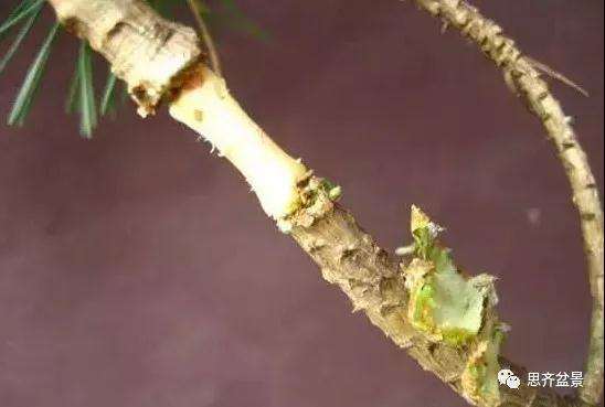 松树盆景怎么高压繁殖的方法