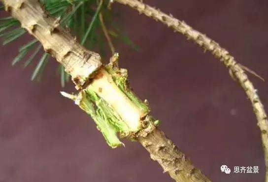 松树盆景怎么高压繁殖的方法