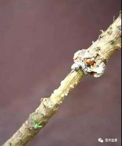 松树盆景怎么高压繁殖的方法