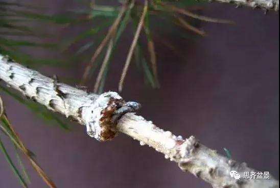 松树盆景怎么高压繁殖的方法