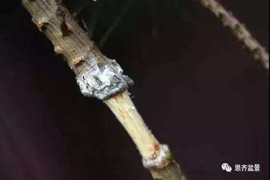 松树盆景怎么高压繁殖的方法