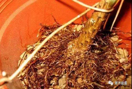 松树盆景怎么高压繁殖的方法