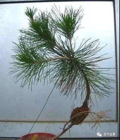 松树盆景怎么高压繁殖的方法