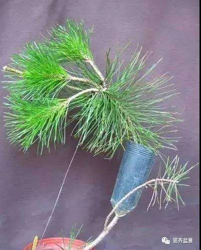 松树盆景怎么高压繁殖的方法