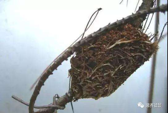 松树盆景怎么高压繁殖的方法