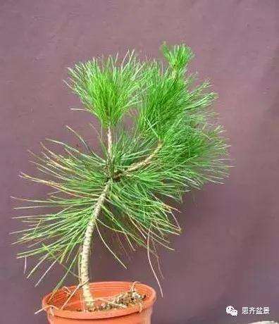 松树盆景怎么高压繁殖的方法