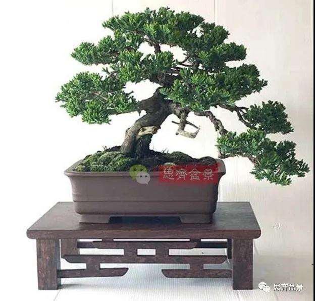 图解 珍珠柏盆景怎么修剪的方法