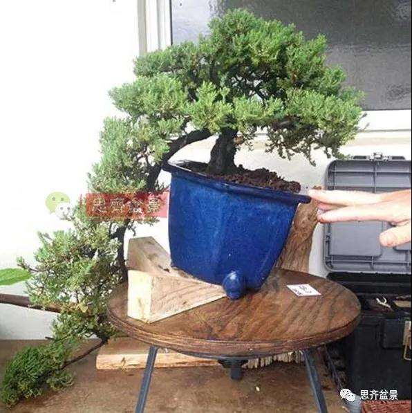 图解 珍珠柏盆景怎么修剪的方法