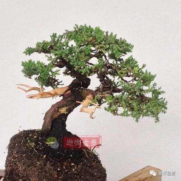 图解 珍珠柏盆景怎么修剪的方法