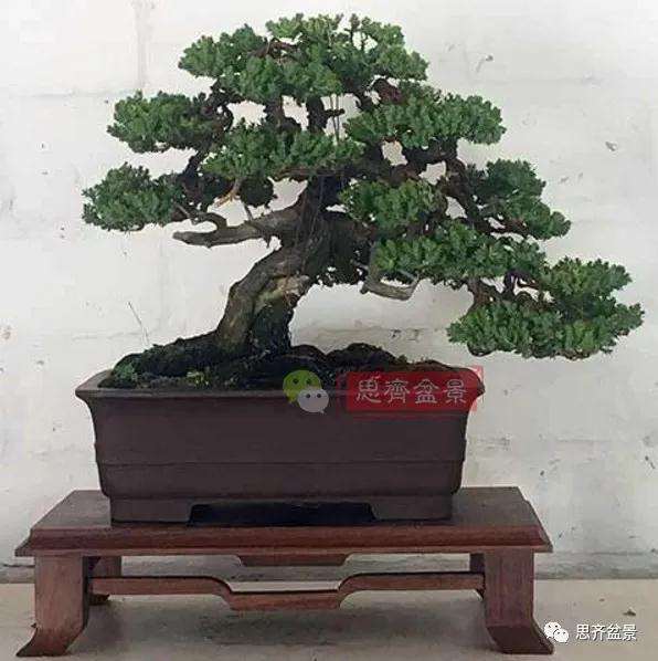 图解 珍珠柏盆景怎么修剪的方法