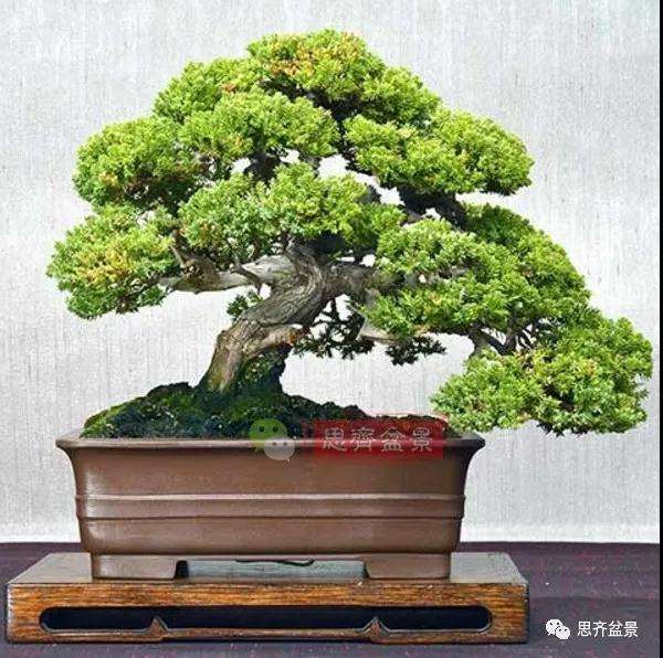 图解 珍珠柏盆景怎么修剪的方法