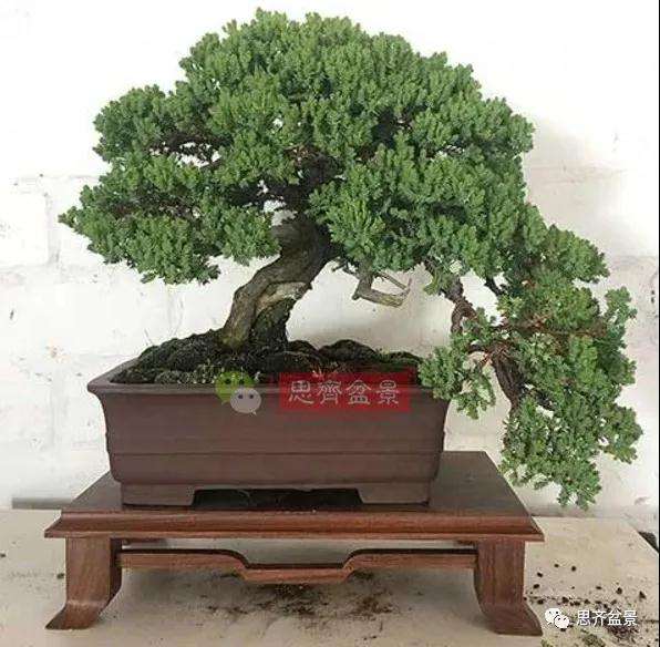 图解 珍珠柏盆景怎么修剪的方法