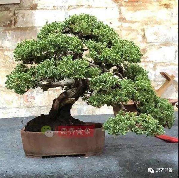 珍珠柏盆景怎么修剪的方法