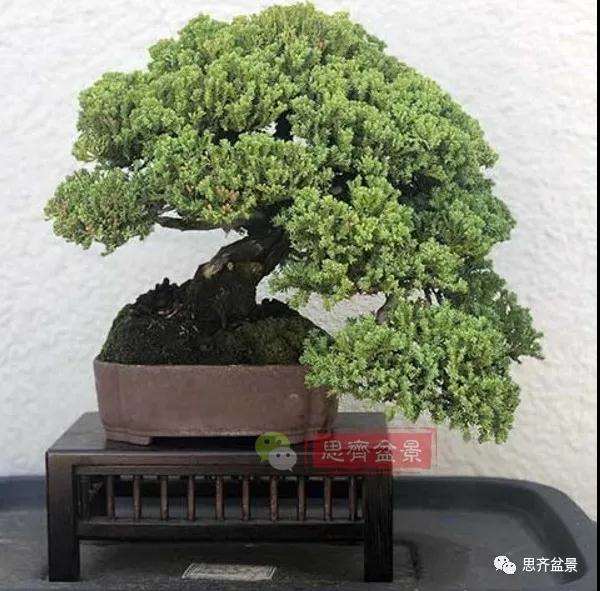 珍珠柏盆景怎么修剪的方法