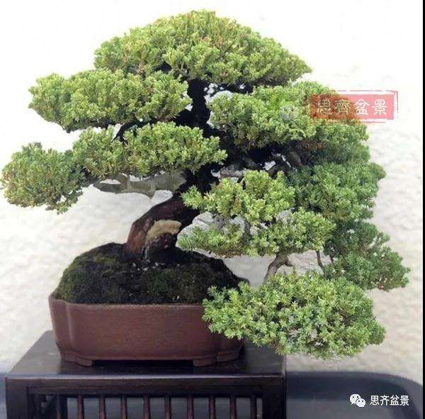 珍珠柏盆景怎么修剪的方法