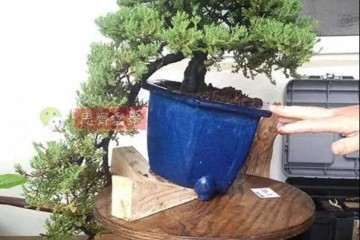 图解 珍珠柏盆景怎么修剪的方法