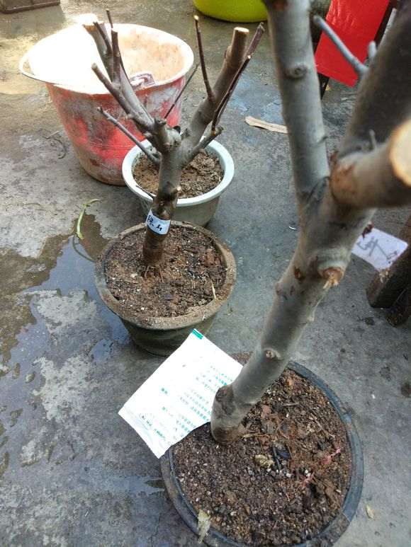 我是不是买到假海棠下山桩 怎么办 图片