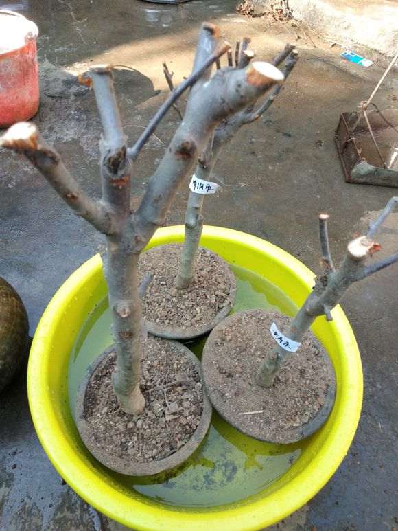 我是不是买到假海棠下山桩 怎么办 图片