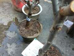 我是不是买到假海棠下山桩 怎么办 图片