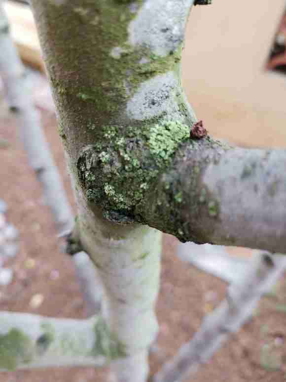 海棠下山桩怎么了 长出来绿色的毛 图片