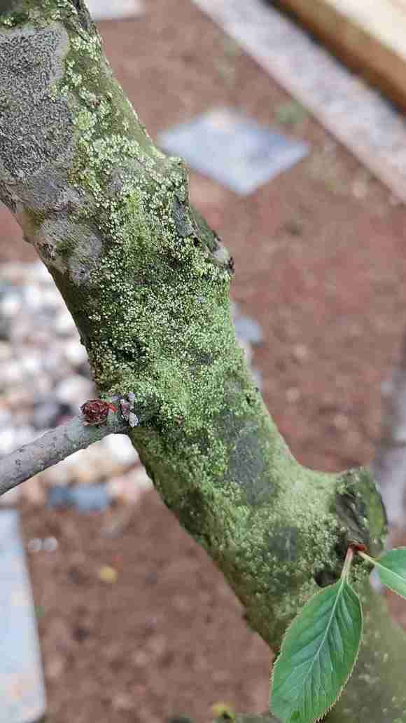 海棠下山桩怎么了 长出来绿色的毛 图片