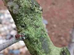 海棠下山桩怎么了 长出来绿色的毛 图片